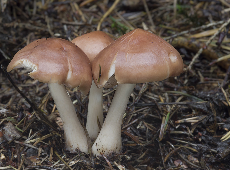 Rhodocollybia prolixa var. distorta